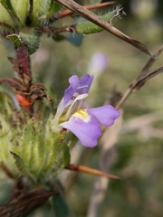 Hygrophila auriculata