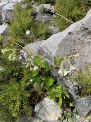 Geum cockaynei