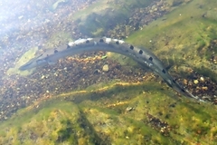 Mastacembelus armatus