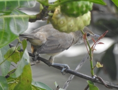 Acrocephalus stentoreus