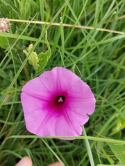 Ipomoea crassipes