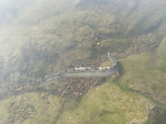 Mastacembelus armatus