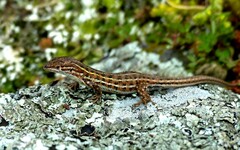 Psammodromus edwarsianus
