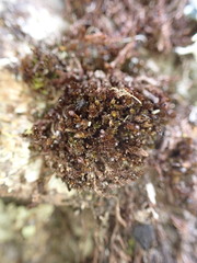 Andreaea