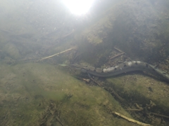 Mastacembelus armatus