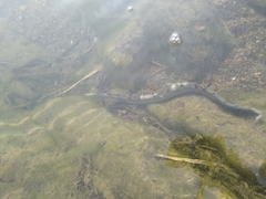 Mastacembelus armatus