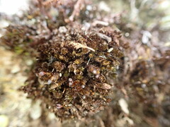Andreaea