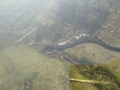 Mastacembelus armatus