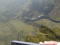 Mastacembelus armatus