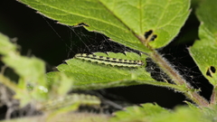 Depressaria chaerophylli