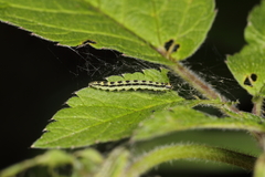 Depressaria chaerophylli
