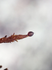 Andreaea