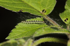 Depressaria chaerophylli