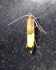 Labdia deliciosella