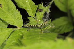 Depressaria chaerophylli