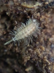 Polyxenida