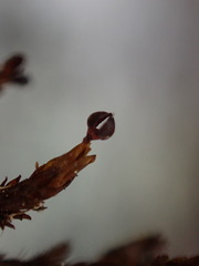 Andreaea