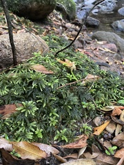 Hypnodendron