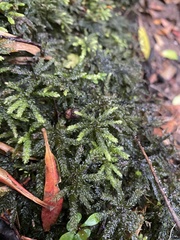 Hypnodendron