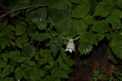 Codonopsis clematidea