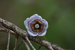 Codonopsis clematidea