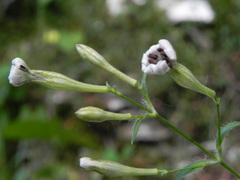Silene italica
