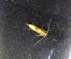 Labdia deliciosella