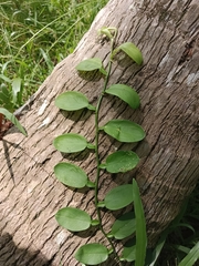 Pothos scandens