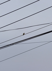 Spizixos semitorques