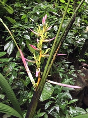Heliconia aemygdiana