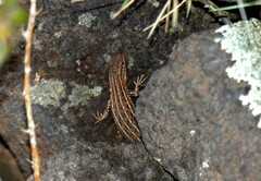 Psammodromus edwarsianus