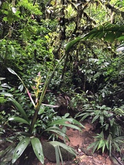 Heliconia aemygdiana