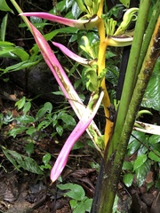 Heliconia aemygdiana
