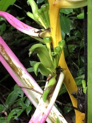 Heliconia aemygdiana