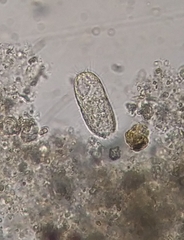 Colepidae