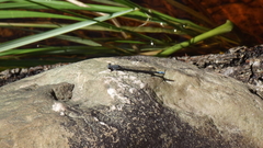 Pseudagrion furcigerum