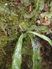 Notogrammitis ciliata