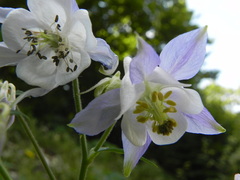 Aquilegia dumeticola