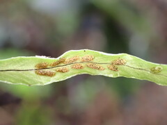 Notogrammitis ciliata