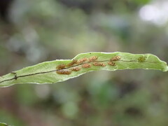 Notogrammitis ciliata