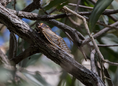 Macrotristria angularis