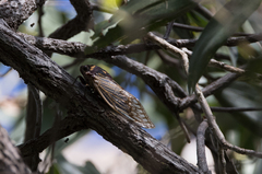 Macrotristria angularis
