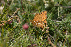 Boloria pales