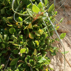 Tetragonia implexicoma