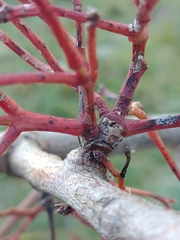 Aceria pistaciae