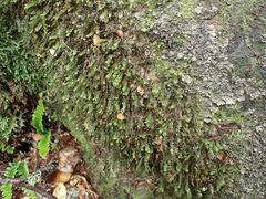 Plagiochila