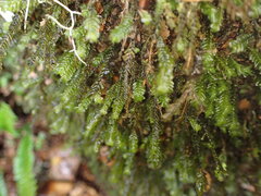 Plagiochila