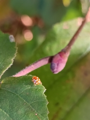 Vibidia duodecimguttata