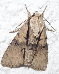 Acronicta alni