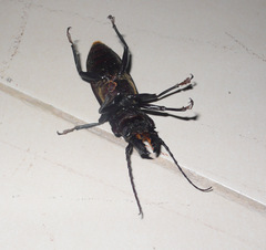 Hovorodon bituberculatus